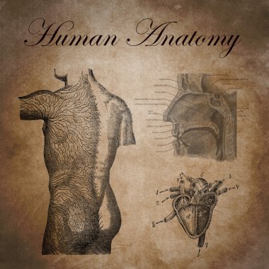 human anatomy, study of the nervous device clipart