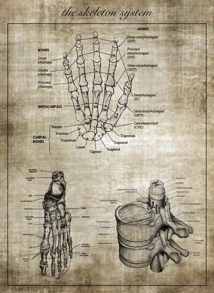 Ludzki szkielet systemu — Zdjęcie stockowe