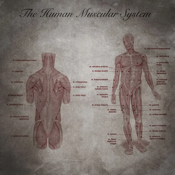 El sistema muscular humano, parte del cuerpo —  Fotos de Stock
