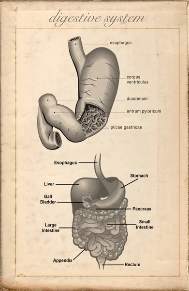Old sheet vintage of the digestive system — Stock Photo, Image