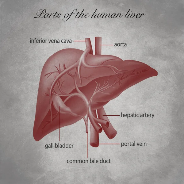 Teile der menschlichen Leber — Stockfoto