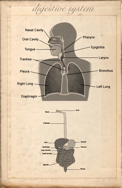 Old sheet vintage of the digestive system — Stock Photo, Image