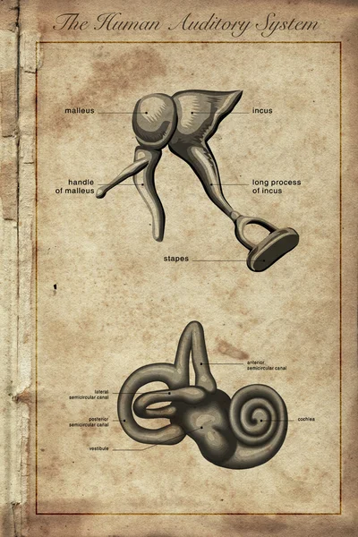 Слухової системи людини, частини людське вухо, Старовинні engra — стокове фото