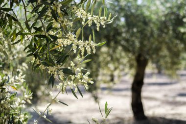 Zeytin ağacı çiçeklenme sırasında Bahar, Endülüs, İspanya