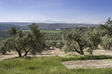 jaen il zeytin ağaçlarında ekolojik tarımı