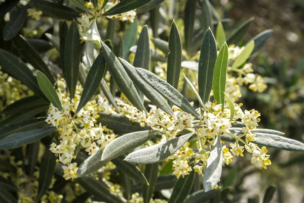 Zeytin ağacı çiçeklenme sırasında Bahar, Endülüs, İspanya