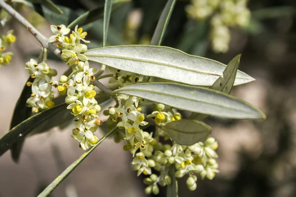 Zeytin ağacı çiçeklenme sırasında Bahar, Endülüs, İspanya