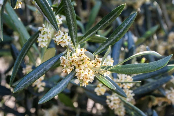 Zeytin ağacı çiçeklenme sırasında Bahar, Endülüs, İspanya