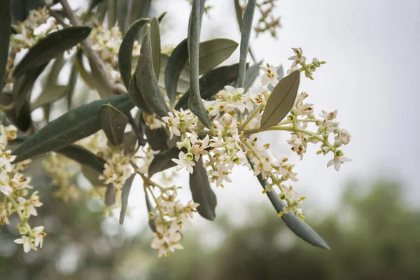 Detail of a branch of olive tree in flowering during spring — Stock Photo, Image
