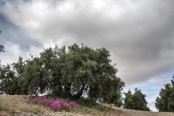 Olivový strom v květu během jara, Andalusie, Španělsko — Stock fotografie