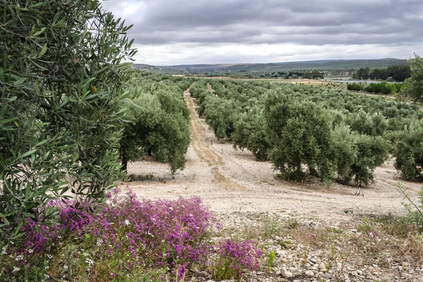 Экологическое выращивание оливковых деревьев в провинции Яэн, S — стоковое фото