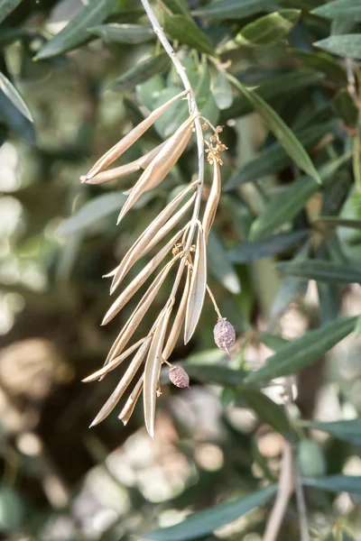 Detalle de la rama de olivo seco, la falta de riego y calor producen enfermedades en el olivar — Foto de Stock