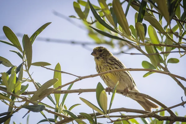 Kleine weibliche Sperling sitzt und singt auf einem Zweig in einem Olivenbaum — Stockfoto