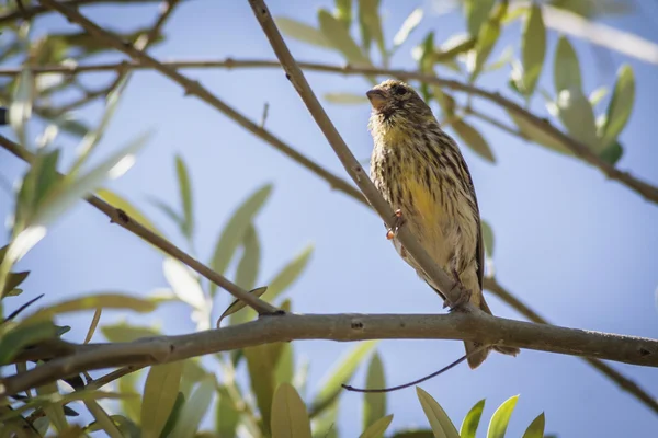 Pequeno pardal feminino sentado e cantando em um ramo em um ramo de oliveira — Fotografia de Stock