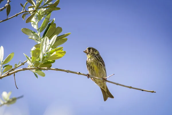 Small female sparrow sitting and singing on a branch in an olive — Stock Photo, Image