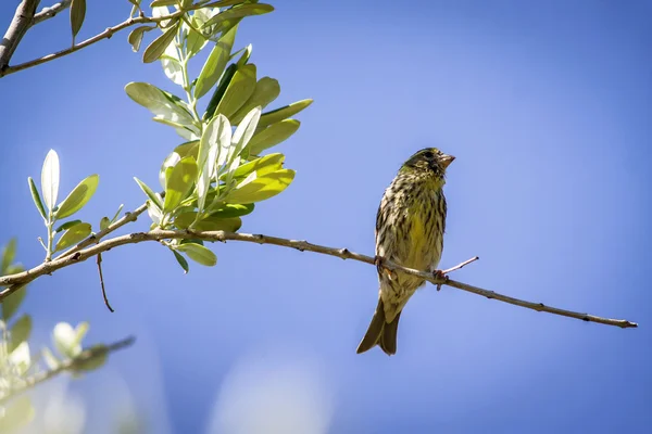 Kleine weibliche Sperling sitzt und singt auf einem Zweig in einem Olivenbaum — Stockfoto