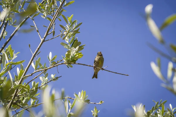 Small female sparrow sitting and singing on a branch in an olive — Stock Photo, Image