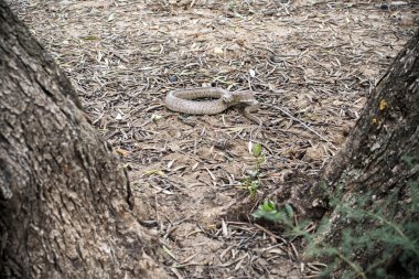 Rhinechis scalaris, merdiven yılan, İspanya olarak da bilinir