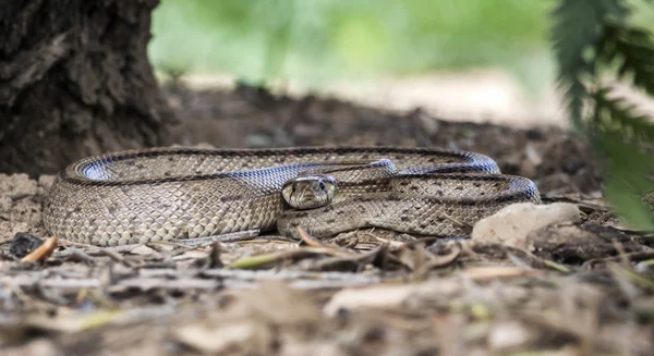 Rhinechis scalaris, chiamato anche scale Snake, Spagna — Foto Stock