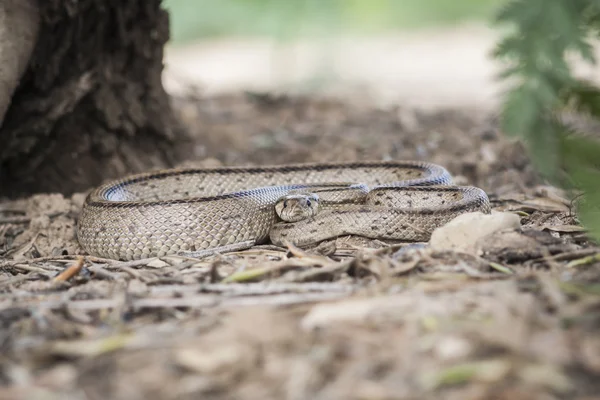 Rhinechis scalaris, chiamato anche scale Snake, Spagna — Foto Stock