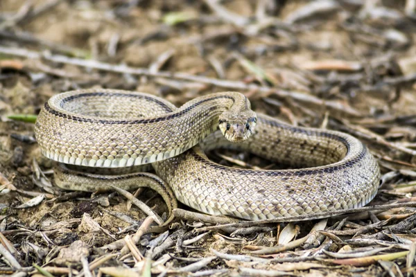 Rhinechis scalaris, auch Treppen-Schlange genannt, Spanien — Stockfoto