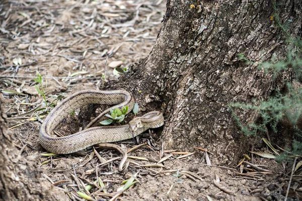 Rhinechis scalaris, auch Treppen-Schlange genannt, Spanien — Stockfoto