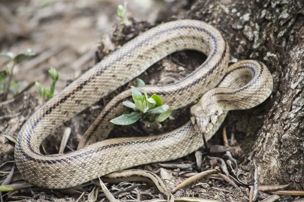 Rhinechis scalaris, chiamato anche scale Snake, Spagna — Foto Stock