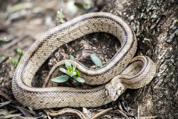 Rhinechis scalaris, chiamato anche scale Snake, Spagna — Foto Stock