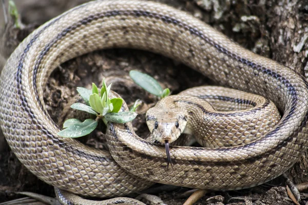 Rhinechis 幼虫および成虫、また呼ばれるヘビ、スペイン階段 — ストック写真