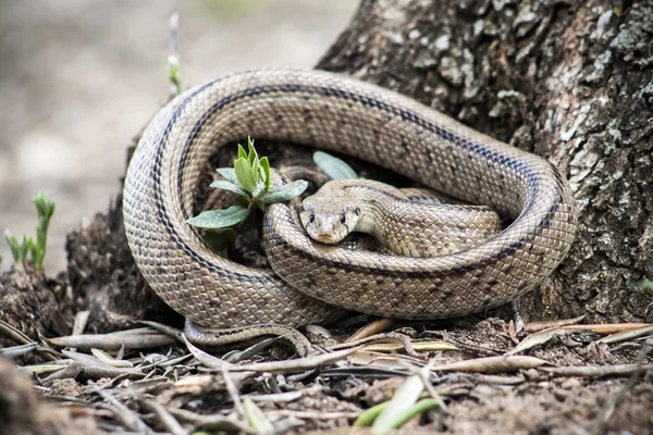 Rhinechis scalaris, chiamato anche scale Snake, Spagna — Foto Stock