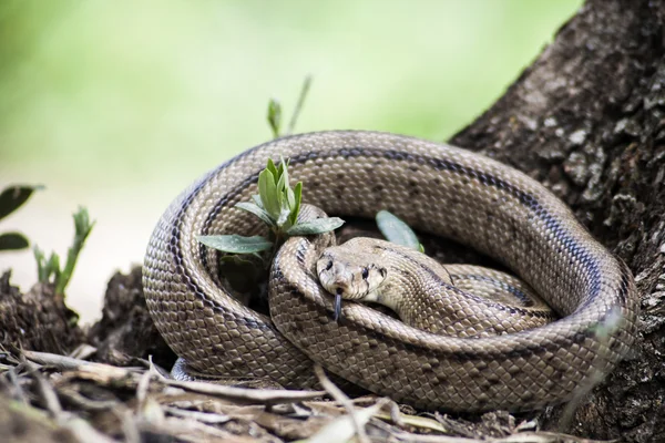 Rhinechis scalaris, kallas även trappor orm, Spanien — Stockfoto