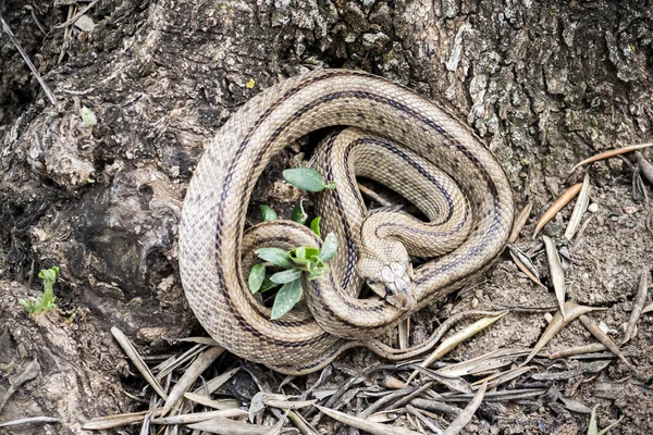 Rhinechis scalaris，也叫楼梯蛇，西班牙 — 图库照片