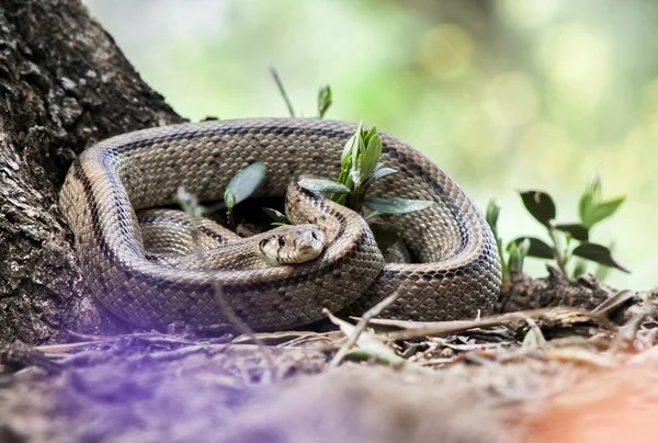 Rhinechis scalaris, auch Treppen-Schlange genannt, Spanien — Stockfoto