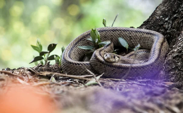 Rhinechis scalaris, auch Treppen-Schlange genannt, Spanien — Stockfoto