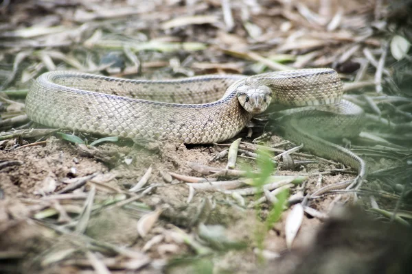 Rhinechis scalaris, chiamato anche scale Snake, Spagna — Foto Stock