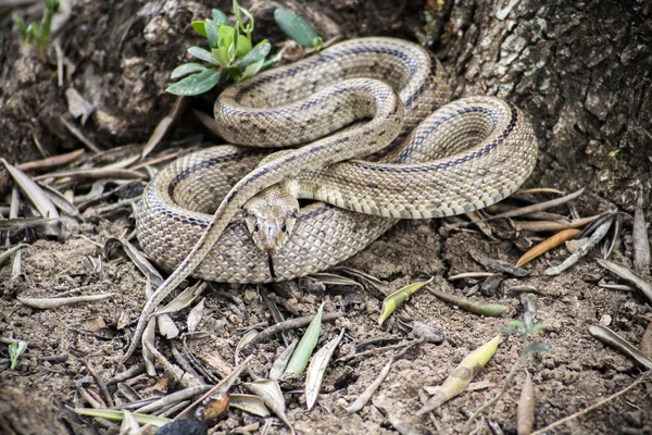 Rhinechis scalaris, auch Treppen-Schlange genannt, Spanien — Stockfoto