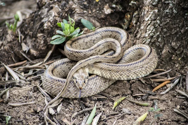 Rhinechis scalaris, também chamado escadas Snake, Espanha — Fotografia de Stock