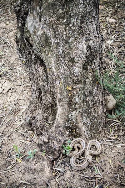 Rhinechis scalaris, zvané také schody had, Španělsko — Stock fotografie