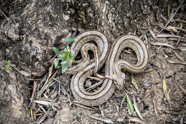 Rhinechis scalaris, chiamato anche scale Snake, Spagna — Foto Stock