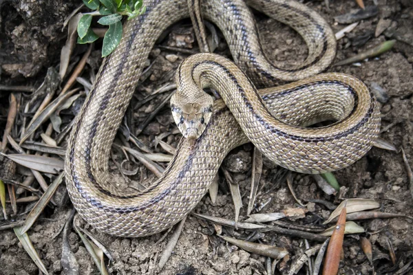 Rhinechis scalaris, chiamato anche scale Snake, Spagna — Foto Stock