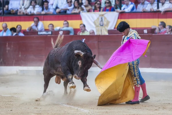 Ivan Fandino fighting with the cape a brave bull — Stock Photo, Image