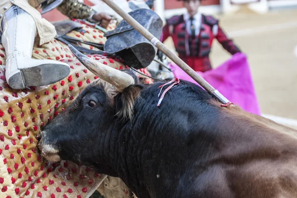 Picador tjurfäktare, lancer vars jobb det är att försvaga Bulls — Stockfoto