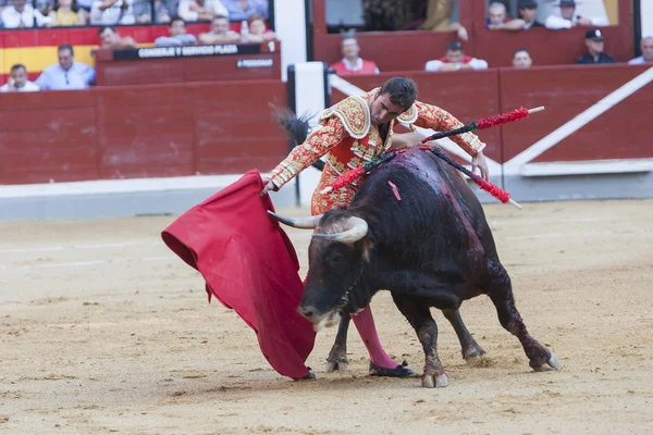 O toureiro espanhol El Fandi touradas com a muleta em — Fotografia de Stock