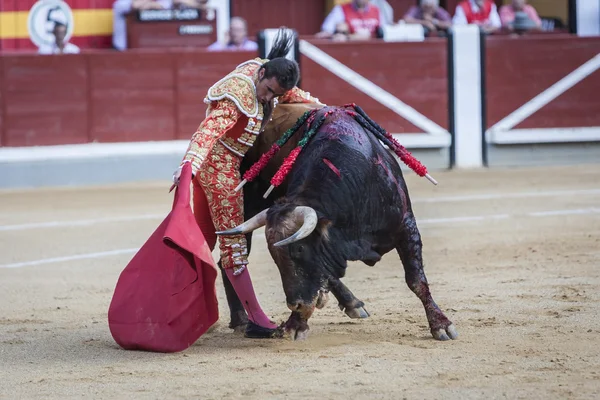 İspanyol Boğa Güreşçisi El Fandi koltuk değneği ile boğa güreşi — Stok fotoğraf