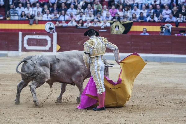 The Spanish Bullfighter Cayetano Rivera bullfighting with the cr — Stock Photo, Image