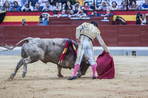 The Spanish Bullfighter Cayetano Rivera bullfighting — Stock Photo, Image