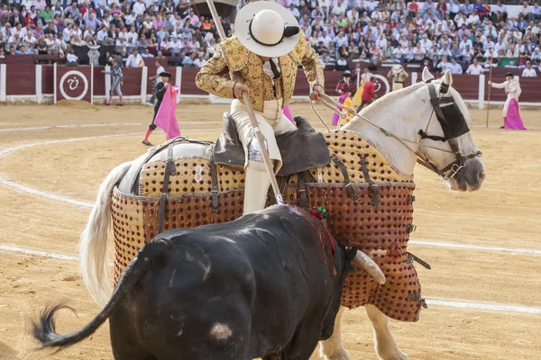 นักสู้วัว Picador, คนตัดหญ้าที่มีหน้าที่ของมันคือการลดลงของวัว — ภาพถ่ายสต็อก