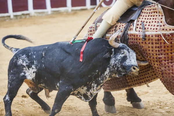 Picador ταυρομάχος, lancer, δουλειά της οποίας είναι η αποδυνάμωση της bull nec — Φωτογραφία Αρχείου