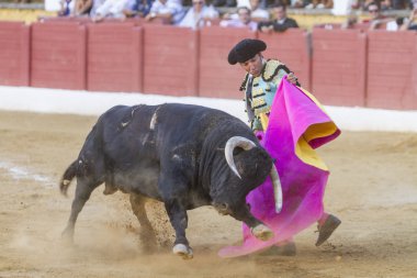 İçinde koltuk değneği ile İspanyol Boğa güreşçisi El Fundi'nin boğa güreşi