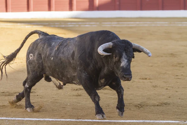 Tjur ca 650 Kg i sanden, Andújar, Spain — Stockfoto